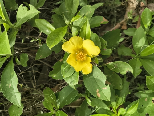 Climbing Guinea flower