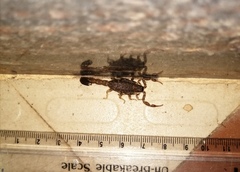 Lychas tricarinatus