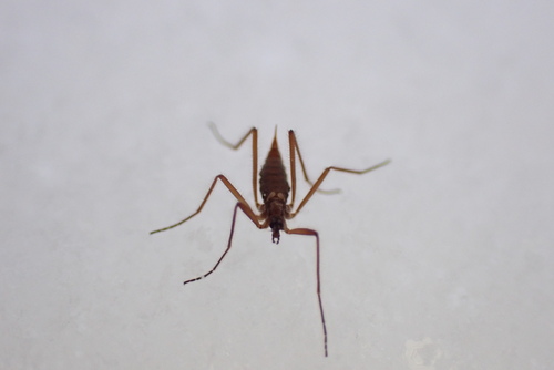 Unknown species found near Centre, Pennsylvania, United States