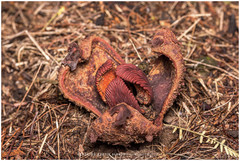 Prosopanche americana