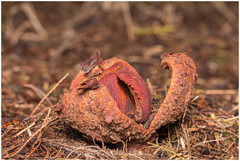 Prosopanche americana