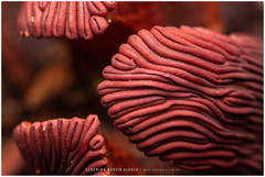 Prosopanche americana