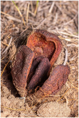 Prosopanche americana