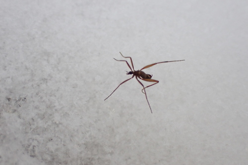 Unknown species found near Centre County, PA, USA