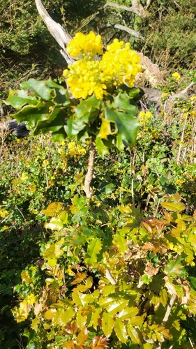 California barberry (Berberis pinnata)