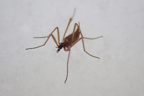 Unknown species found near Centre County, PA, USA
