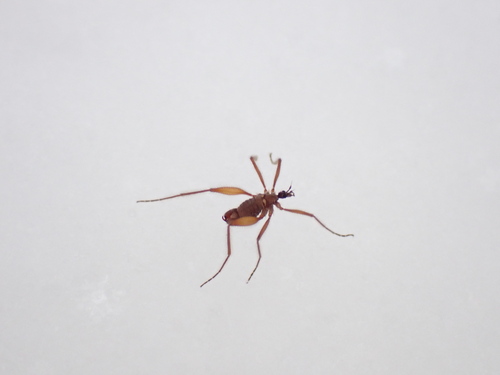 Unknown species found near Centre County, PA, USA