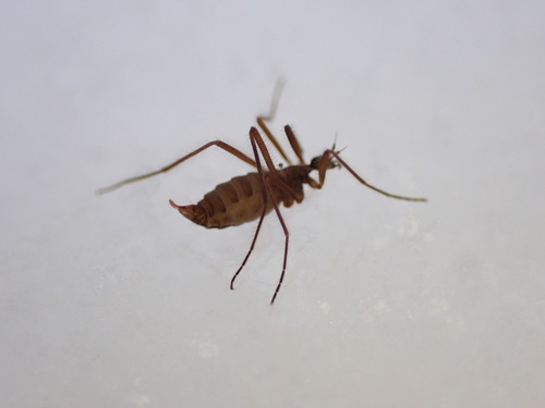 Unknown species found near Huntingdon County, PA, USA