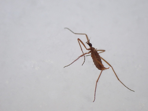 Unknown species found near Huntingdon County, PA, USA