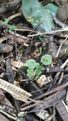 Streptocarpus ionanthus