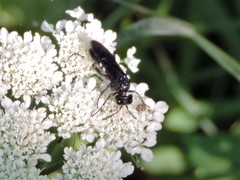 Tenthredo bifasciata