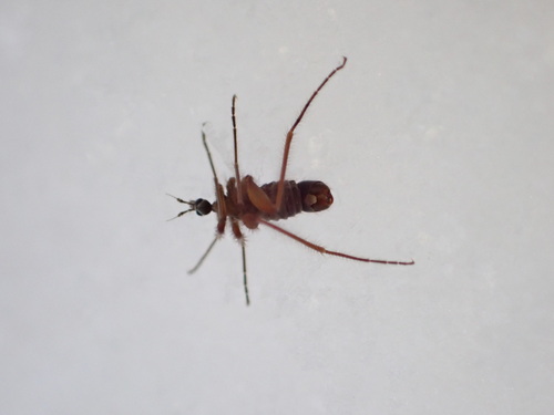 Unknown species found near Huntingdon County, PA, USA