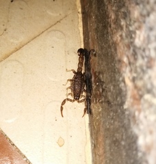 Lychas tricarinatus