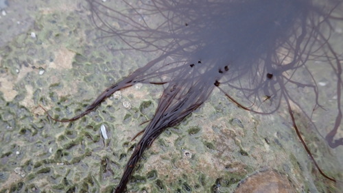 Image of Gracilaria gracilis by no rights reserved