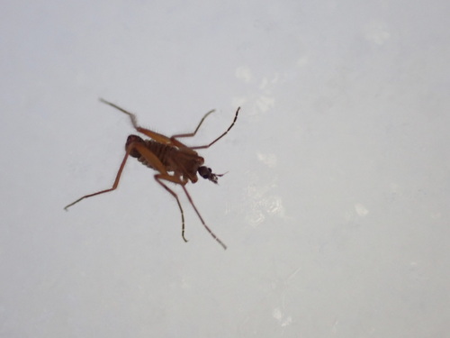 Unknown species found near Huntingdon County, PA, USA