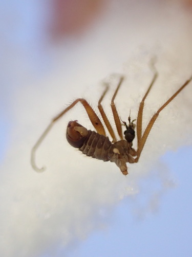 Unknown species found near Huntingdon County, PA, USA