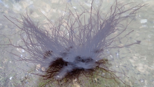 Image of Gracilaria gracilis by no rights reserved