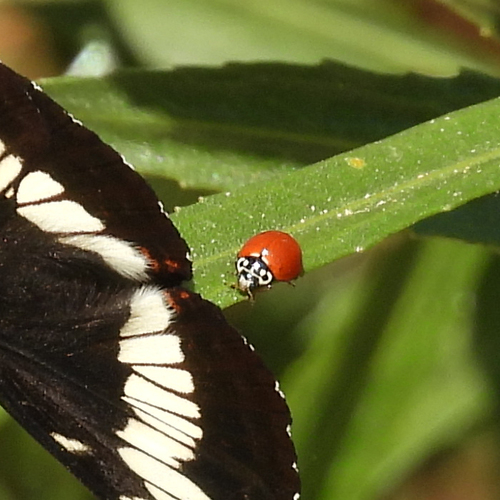 iNaturalist observation photo of Spotless Lady Beetle