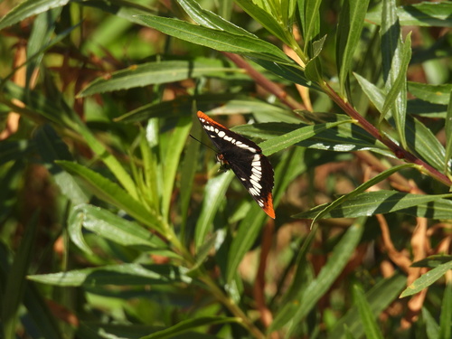 iNaturalist observation photo of Lorquin's Admiral