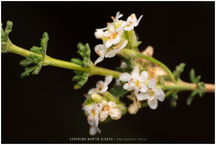 Acantholippia seriphioides