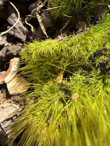 Pale Cow-hair Moss (Ditrichum pallidum)