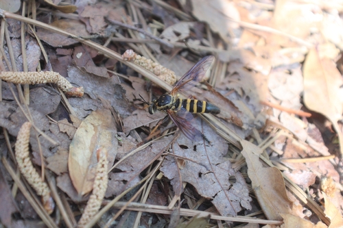 Unknown species found near Franklinton, LA 70438, USA