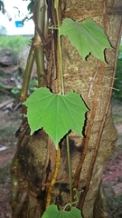 Sicana odorifera
