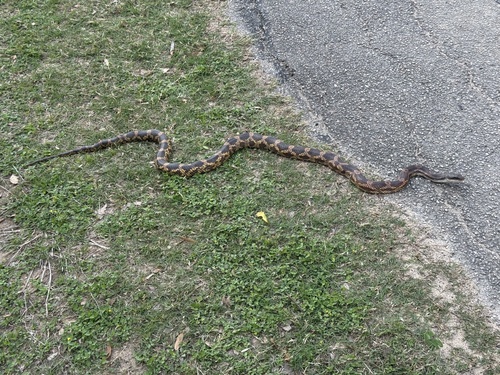 Western Ratsnake
