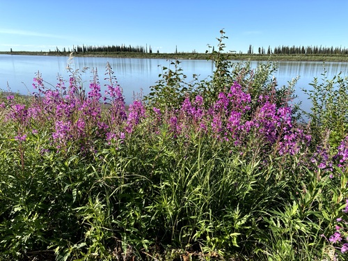 fireweed