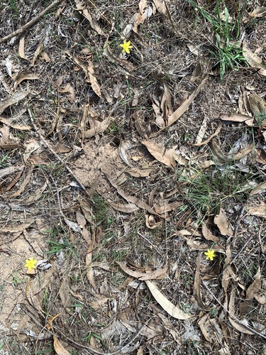 yellow rush-lily