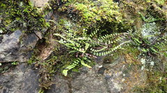 Asplenium trichomanes