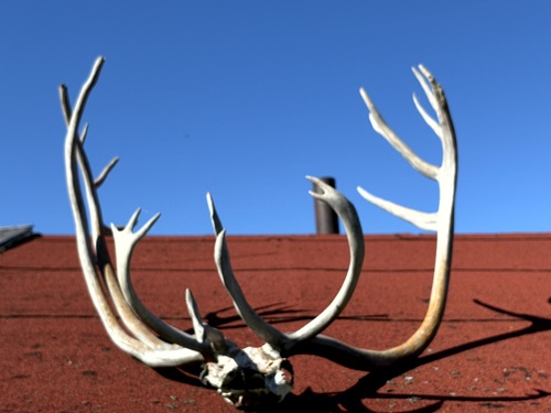 Caribou