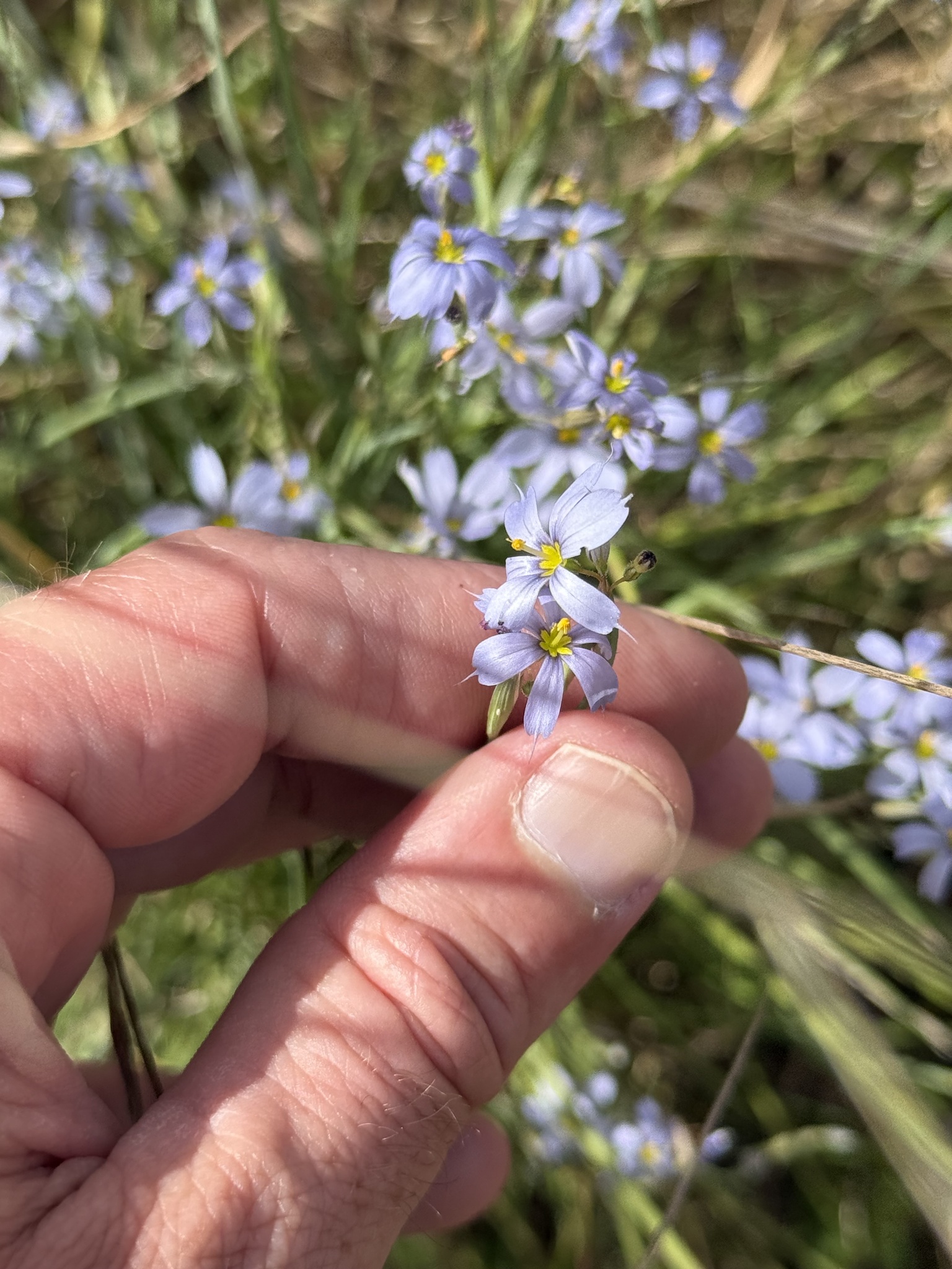 Eastern blue-eyed grass