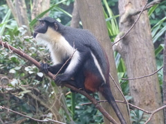 Diana Monkey photo 4