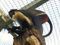 Diana Monkey photo 5