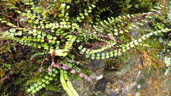Asplenium trichomanes