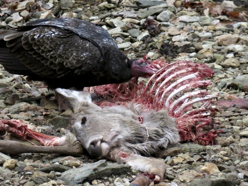 Turkey Vulture photographed in Maryland