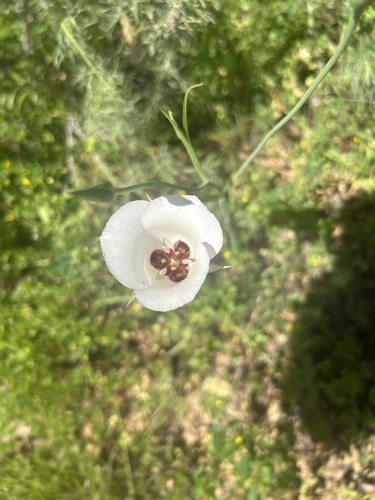 iNaturalist observation photo of Catalina mariposa lily