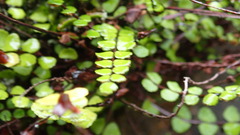 Asplenium trichomanes