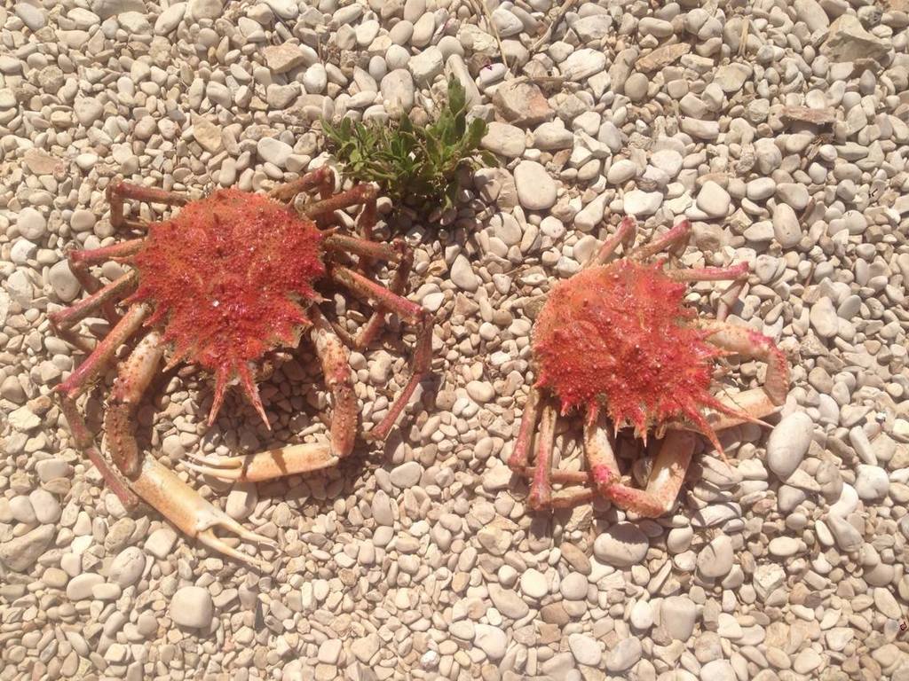 Spiny Spider Crab