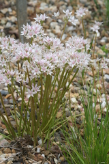 Allium hyalinum