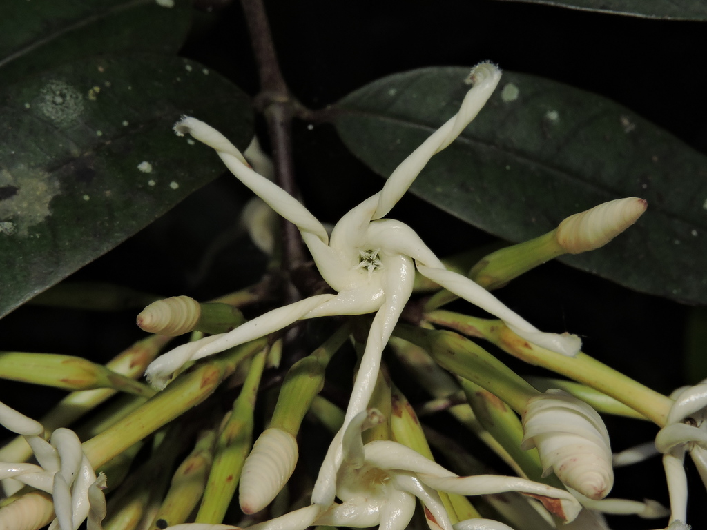 Anodendron benthamianum (Anodendron benthamianum)