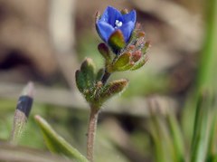 Veronica triphyllos