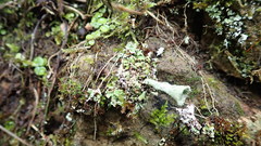 Cladonia