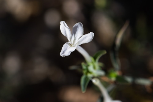 Longflower Tube Tongue (Justicia longii)