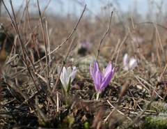 Colchicum bulbocodium versicolor