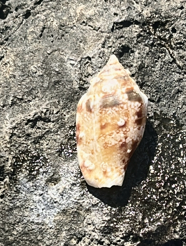 Maculastrombus maculatus observed 2025-11-30