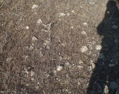 Colchicum bulbocodium versicolor