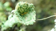 Cladonia
