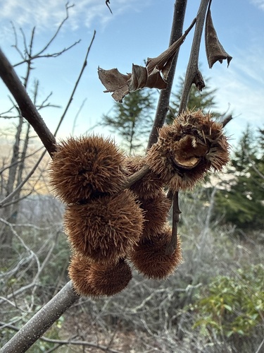 Allegheny Chinquapin (Castanea pumila)